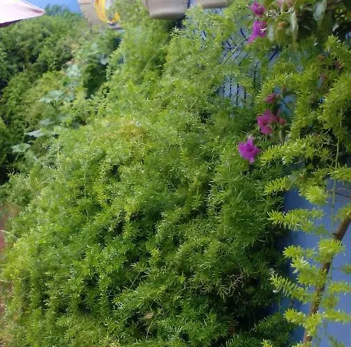 Peniche Blue Wave اتوغويه ده باليه