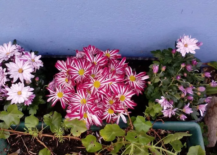 بيت ضيافة Peniche Blue Wave اتوغويه ده باليه